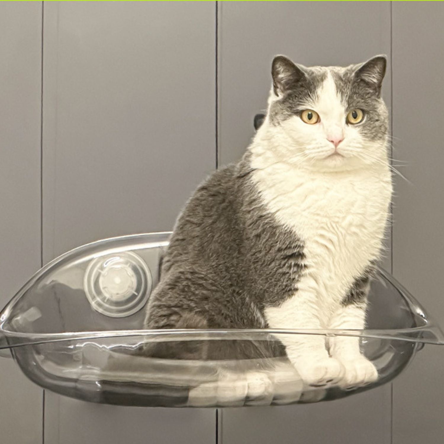 Kattenraam Hangmat doorzichtig met kat in lichte omgeving